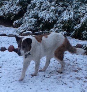 Savanna plays in the snow, February 2013