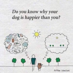 Why Your Dog is Happier than You